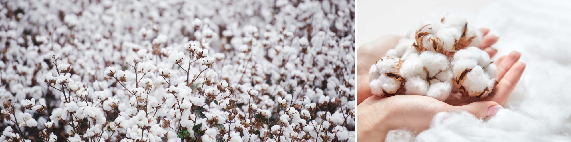 white_cotton_hands_field