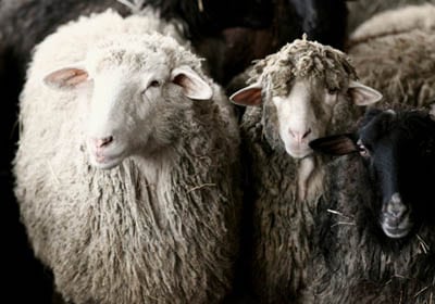 Hook & Loom Wool Sheep