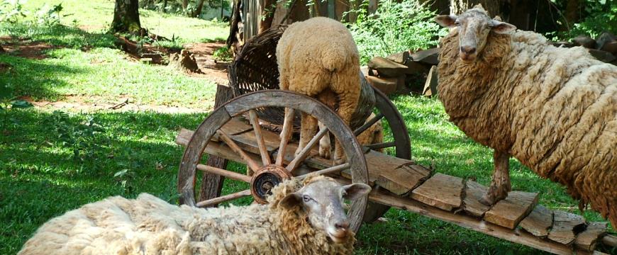 Sheep around a wooden cart - Photo by Dan Jaeger